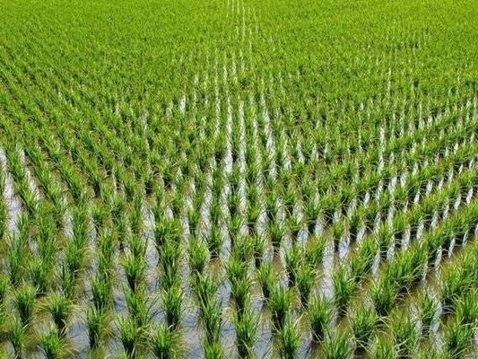 贵港市港北区中里乡龙山村120亩水田流转项目【样例】出租公告