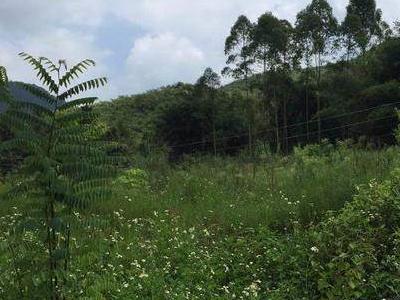 百色市西林县八大河乡村约200亩旱地招租（10年）项目（样例）出租公告