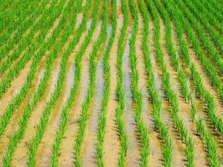 百色市靖西市同德乡约100亩旱地招租（10年）项目（样例）出租公告