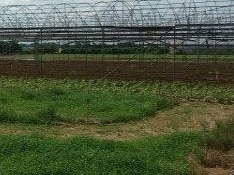 西林县古障镇陇正村为林屯1.91亩旱地招租项目