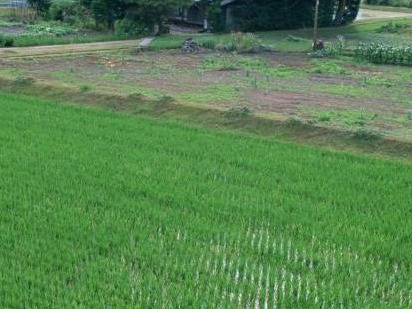 柳州市融水县北高村北高屯约3.02亩水田招租项目