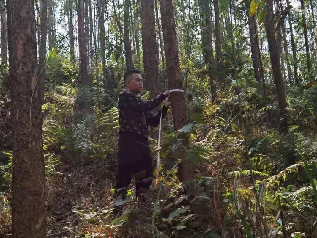 百色市田阳区敢壮山林场（原三雷林场）三雷场20林班20-1小班