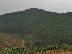 百色市田阳区敢壮山林场（原三雷林场）三雷场20林班20-1小班