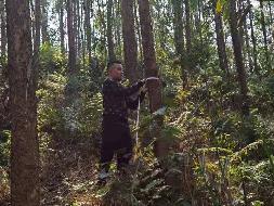 百色市田阳区敢壮山林场（原三雷林场）三雷场20林班20-1小班