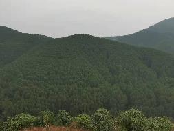 百色市田阳区敢壮山林场（原三雷林场）三雷场20林班24-1、25-1、28-1、29-1、30-1、43-1小班