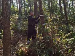 百色市田阳区敢壮山林场（原三雷林场）三雷场20林班31-1、2小班