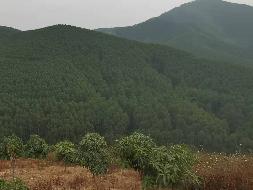 百色市田阳区敢壮山林场（原三雷林场）三雷场10林班5-1、2，8-1小班