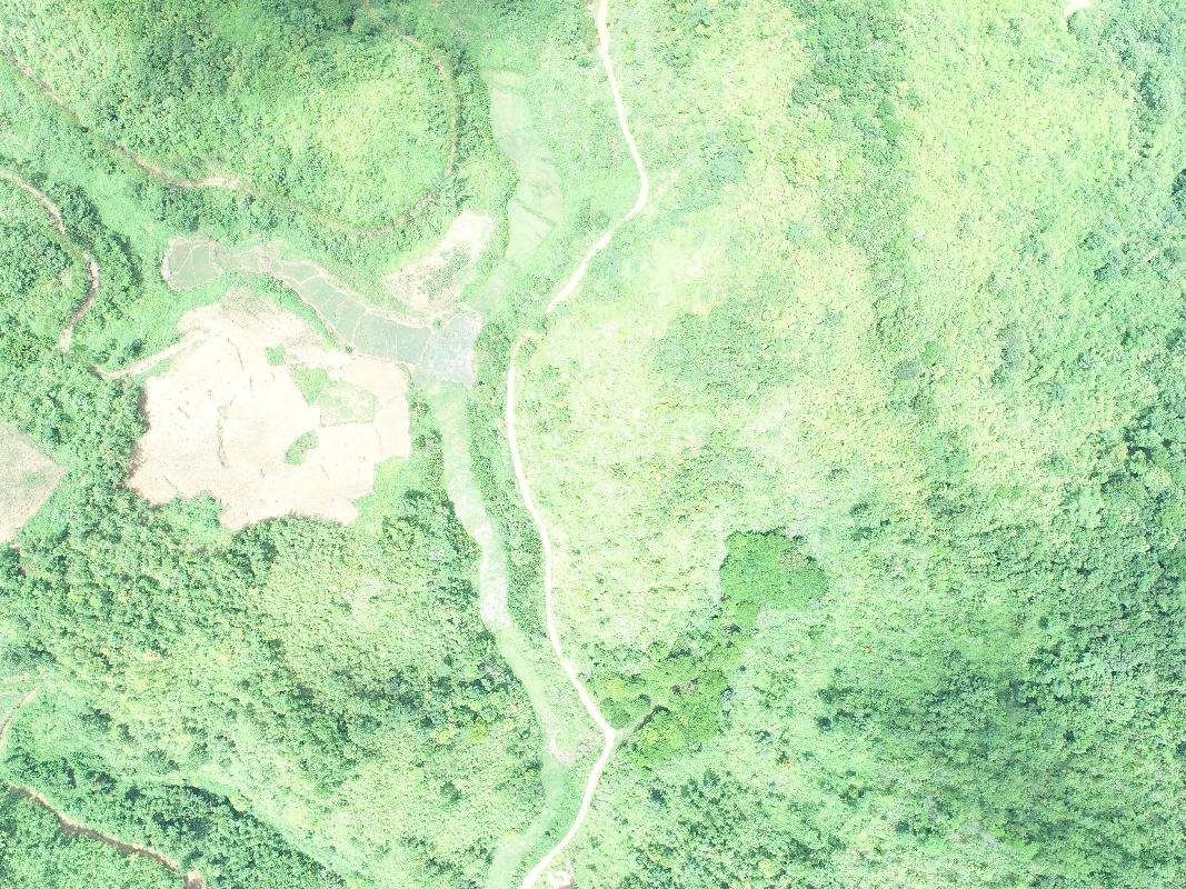 广西林力林业有限公司7500亩土地经营权流转项目