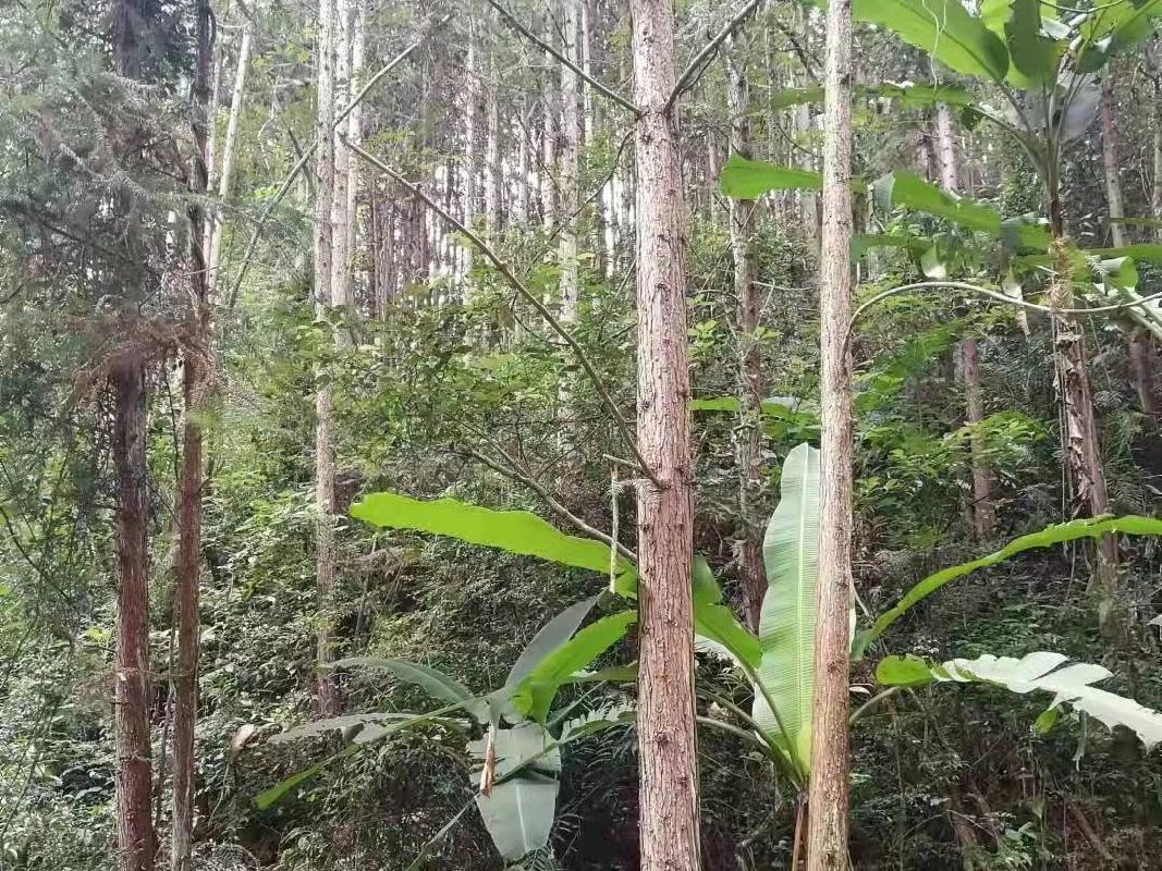 汝城县益将国有林场持有的杉木主伐销售经营权拍卖
