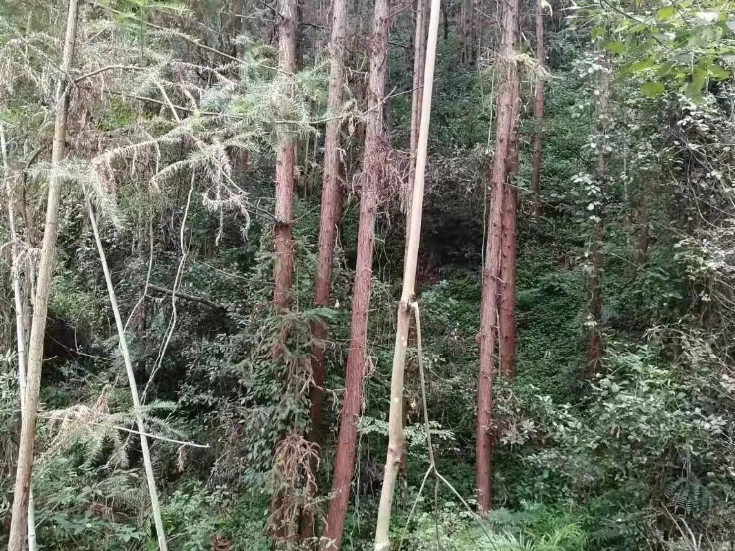 汝城县益将国有林场持有的杉木主伐销售经营权拍卖