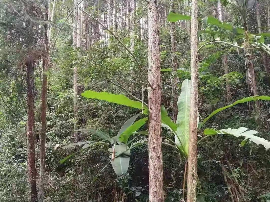 汝城县永山林场（永山生态林业有限公司）持有的杉木主伐销售经营权拍卖