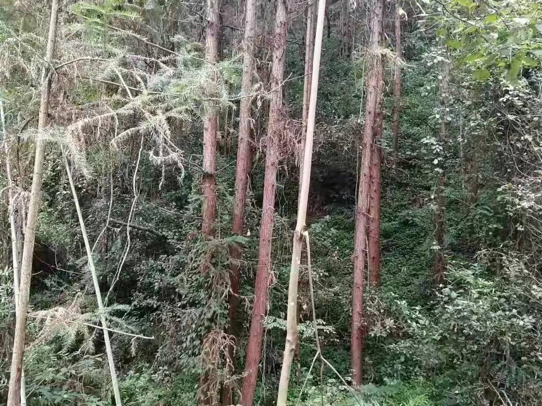 汝城县永山林场（永山生态林业有限公司）持有的杉木主伐销售经营权拍卖