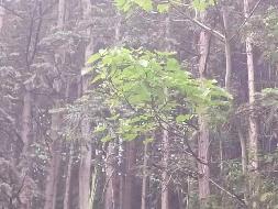 汝城县永山林场（永山生态林业有限公司）持有的杉木主伐销售经营权拍卖