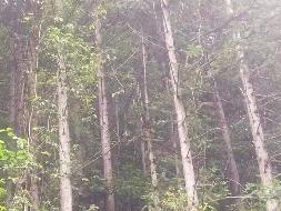 汝城县永山林场（永山生态林业有限公司）持有的杉木主伐销售经营权拍卖