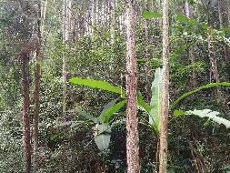 汝城县永山林场（永山生态林业有限公司）持有的杉木主伐销售经营权拍卖