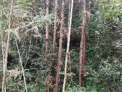 汝城县永山林场（永山生态林业有限公司）持有的杉木主伐销售经营权拍卖