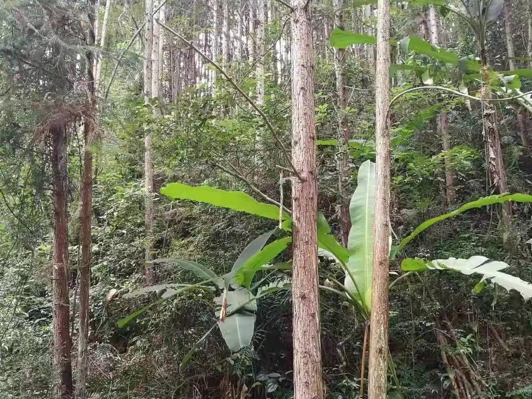 （第二次）汝城县益将国有林场持有的杉木主伐销售经营权拍卖