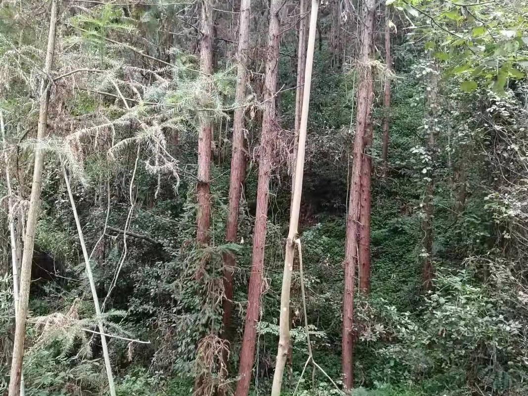 （第二次）汝城县益将国有林场持有的杉木主伐销售经营权拍卖
