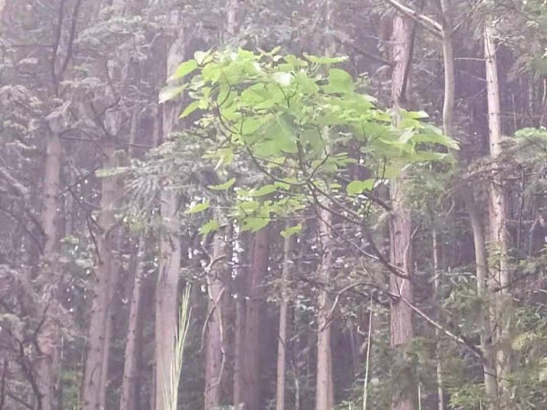 （第二次）汝城县益将国有林场持有的杉木主伐销售经营权拍卖