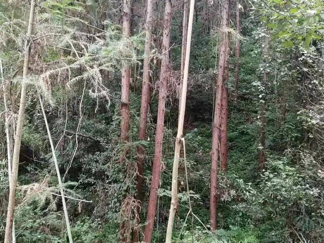 （第二次）汝城县永山林场（永山生态林业有限公司）持有的杉木主伐销售经营权拍卖