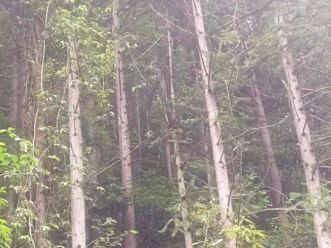 （第二次）汝城县永山林场（永山生态林业有限公司）持有的杉木主伐销售经营权拍卖