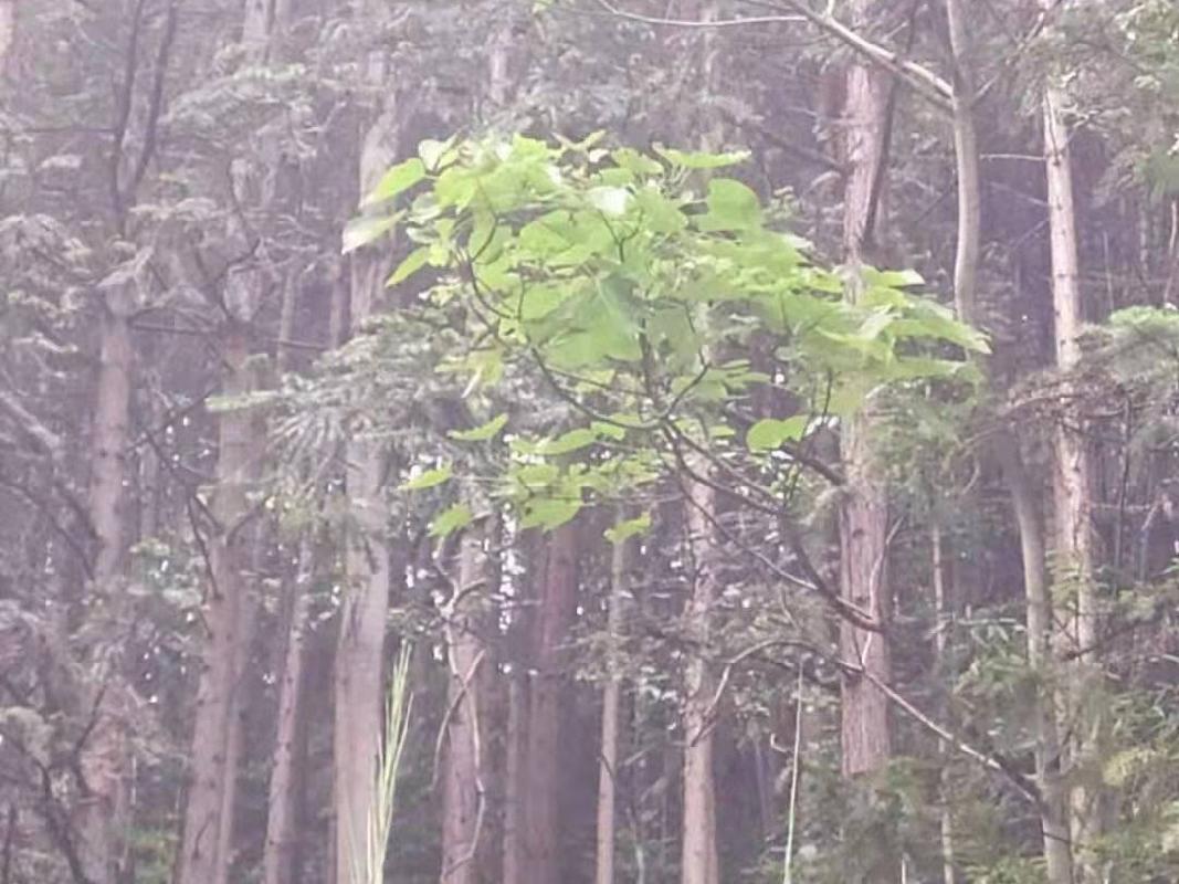（第二次）汝城县永山林场（永山生态林业有限公司）持有的杉木主伐销售经营权拍卖