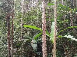 （第二次）汝城县永山林场（永山生态林业有限公司）持有的杉木主伐销售经营权拍卖