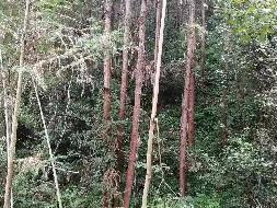 （第二次）汝城县永山林场（永山生态林业有限公司）持有的杉木主伐销售经营权拍卖