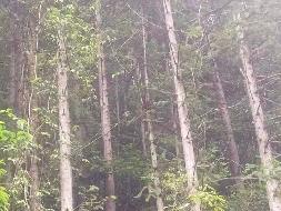 （第二次）汝城县永山林场（永山生态林业有限公司）持有的杉木主伐销售经营权拍卖