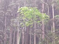 （第二次）汝城县永山林场（永山生态林业有限公司）持有的杉木主伐销售经营权拍卖