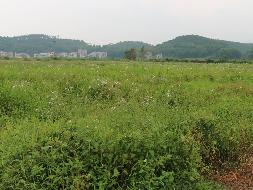 梧州市龙圩区大坡镇合垌村57.78亩水田承包经营权流转项目
