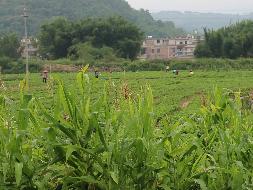 梧州市龙圩区大坡镇龙新村38.29亩水田承包经营权流转项目