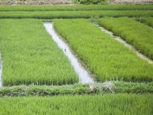 柳州市融水县同练乡英洞村2.7亩土地承包经营权流转项目