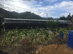 梧州市蒙山县汉豪乡白竹村1100平方米香菇种植基地承包经营权流转项目