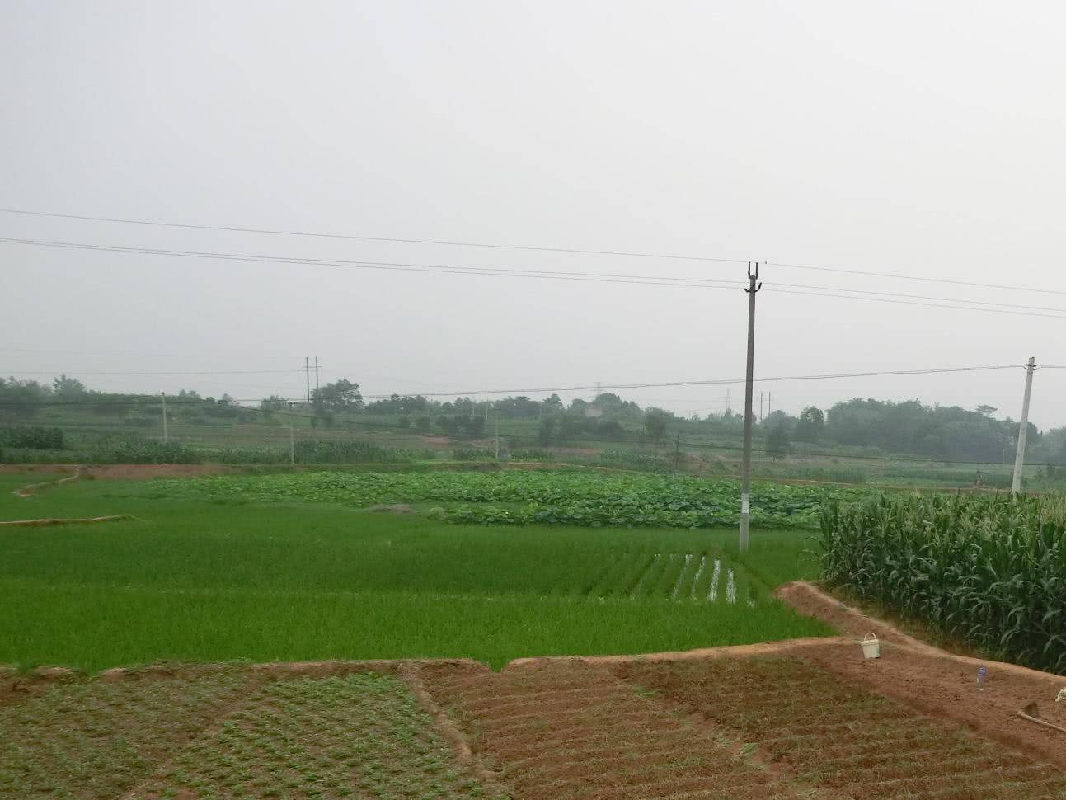 桂林市永福县永福镇曾村村11.63亩土地承包经营权流转项目