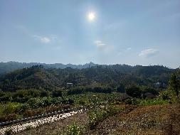 蒙山县夏宜乡六海村103亩茶叶种植基地招租