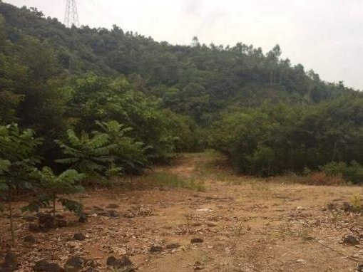 防城港市港口区光坡镇栏冲村5亩土地承包经营权流转项目