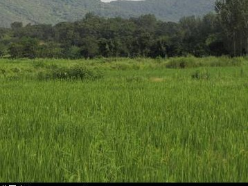 桂林市全州县绍水镇塘口村2.51亩土地承包经营权流转项目