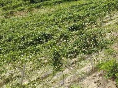 贺州市平桂区羊头镇大井村1亩土地承包经营权流转项目