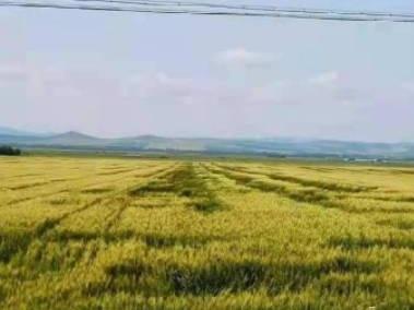 牙克石农牧场，标19，约250亩，500元/亩，耕地经营权出租，麦茬地，第七连队，道南12号地北堑【第二批】