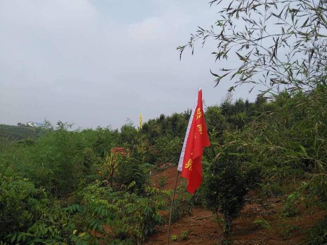 （第四次）黄沙坪矿职工农场1860亩林地使用权转让