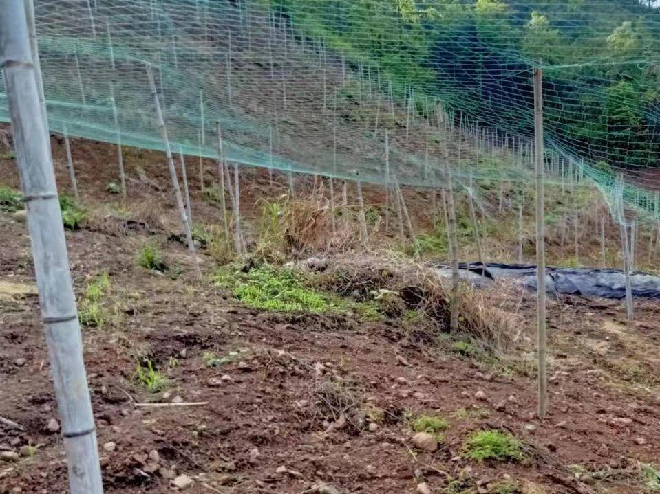 桂林荔浦市青山镇三联村2.36亩土地承包经营权流转项目