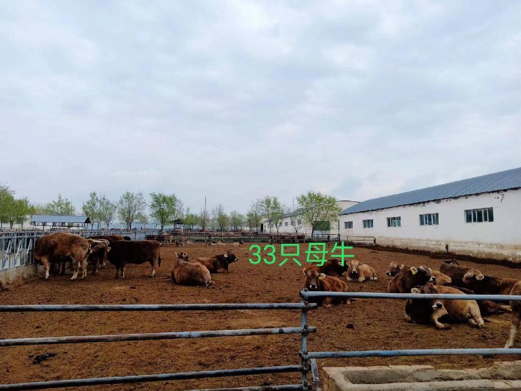 尼勒克县牧强种畜有限公司一头新疆褐牛（耳号：13015）对外转让