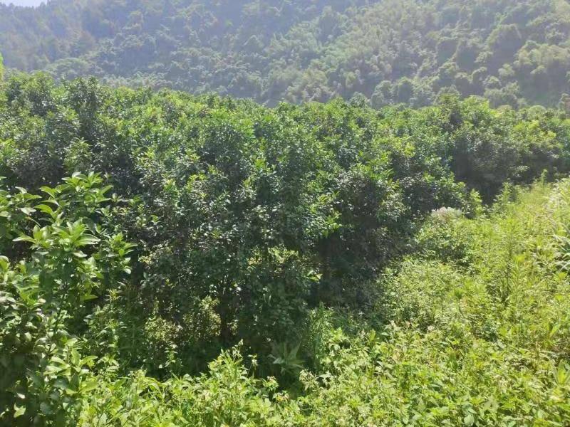 桂林荔浦市蒲芦瑶族乡下龙村3.04亩土地承包经营权流转项目