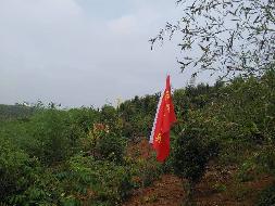 （第六次）黄沙坪矿职工农场1860亩林地使用权转让