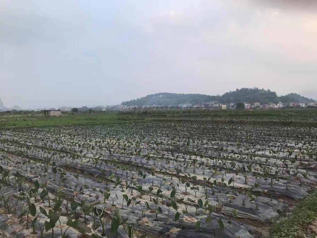 桂林荔浦市修仁镇大榕村2.57亩土地承包经营权流转项目