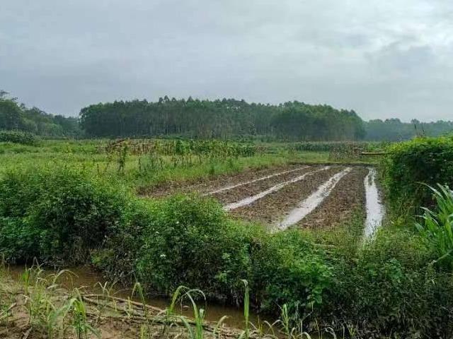 钦州市浦北县安石镇安石社区约8.82亩土地经营权流转项目