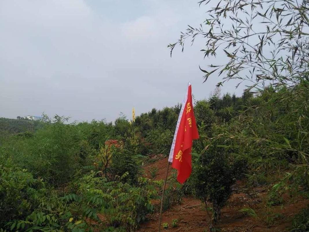 (第七次）黄沙坪矿职工农场1860亩林地使用权转让