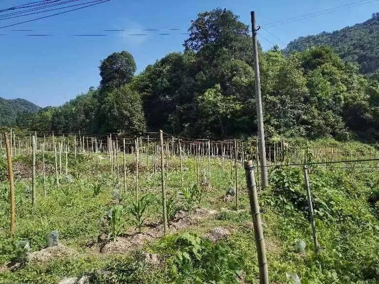 桂林荔浦市蒲芦乡万全村2.58亩土地承包经营权流转项目