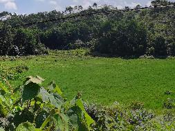 梧州市龙圩区新地镇新地村约70亩水田承包经营权流转项目